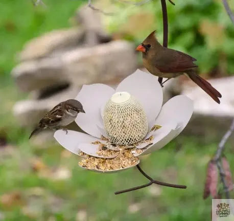 Garden Petal Shape Bird Feeder Barking Mad