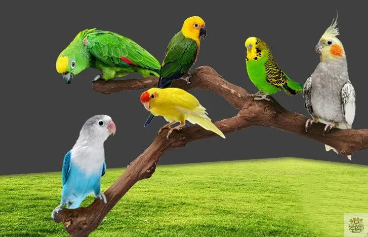 Stand pole to the cage for parrot birds Barking Mad