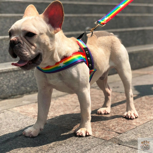 Rainbow cool dog chain dog leash Barking Mad