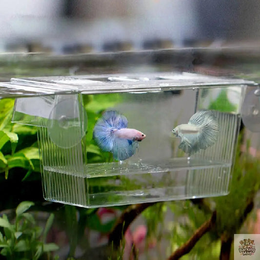 Acrylic Aquarium Fish Tank Incubation Box Barking Mad