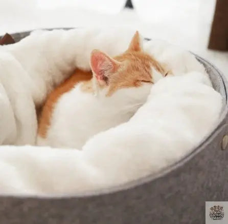 Pet Bed Barking Mad