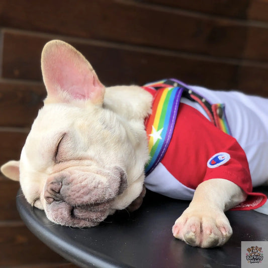 Rainbow cool dog chain dog leash Barking Mad