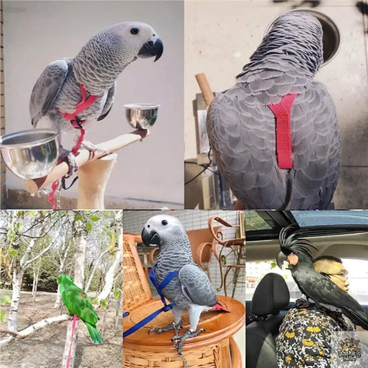Parrot Flying With Flying Rope And Bird Harness Barking Mad