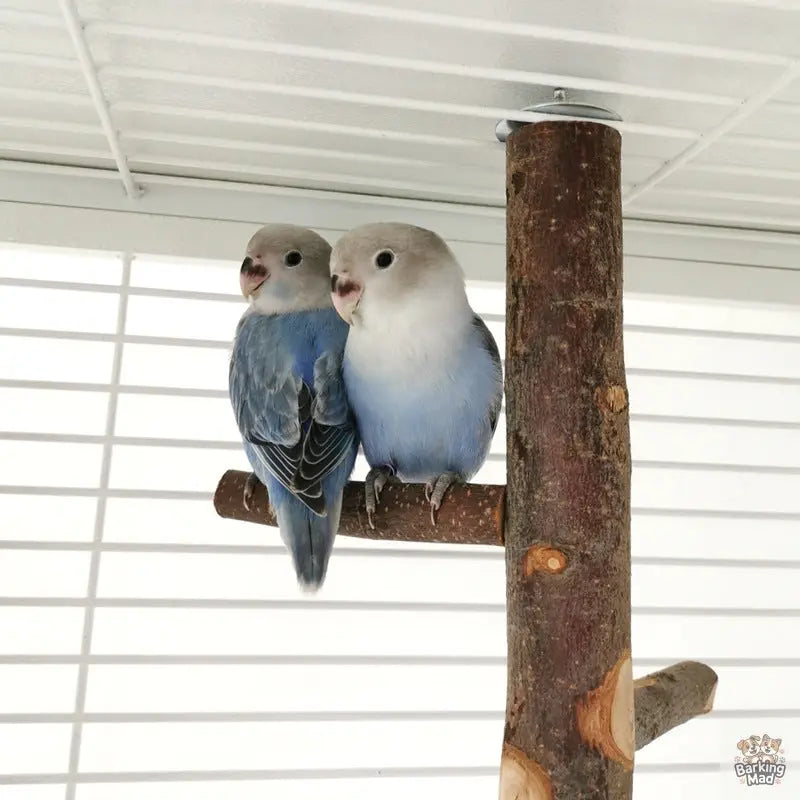 Parrot Bird Wood Stand Pole Toy Barking Mad